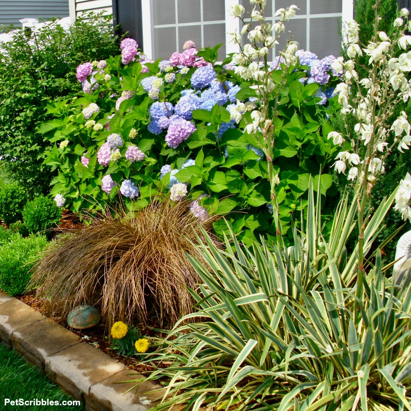 toffee twist sedge grass in garden bed in Summer