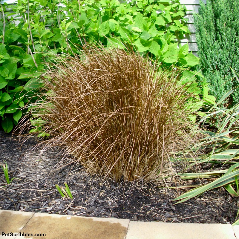 toffee twist sedge grass with fresh growth in late Spring