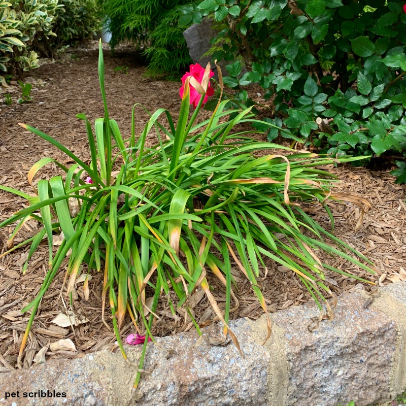 when to cut back daffodils leaves and stems