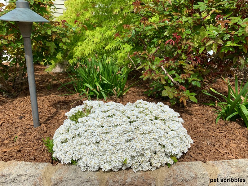 Candytuft blanco floreciendo delante de las hojas de narciso