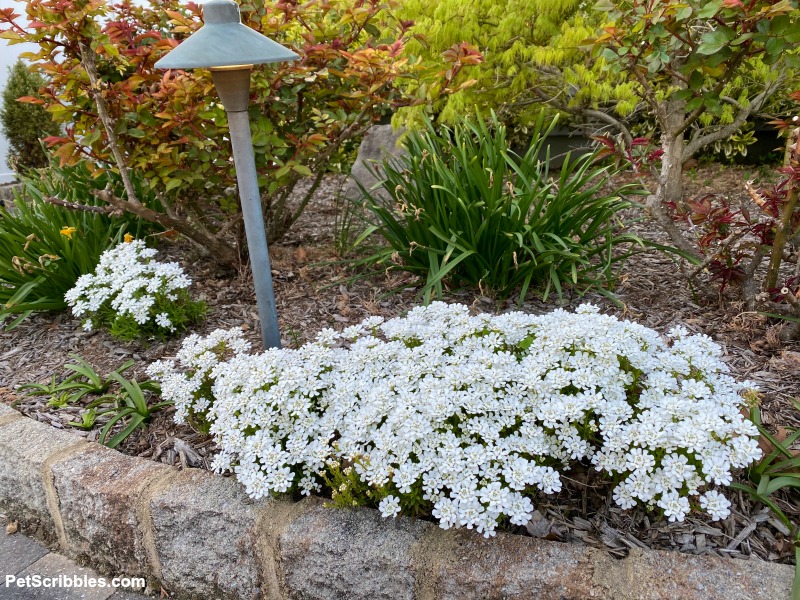 Candytuft Spring flowers blooming