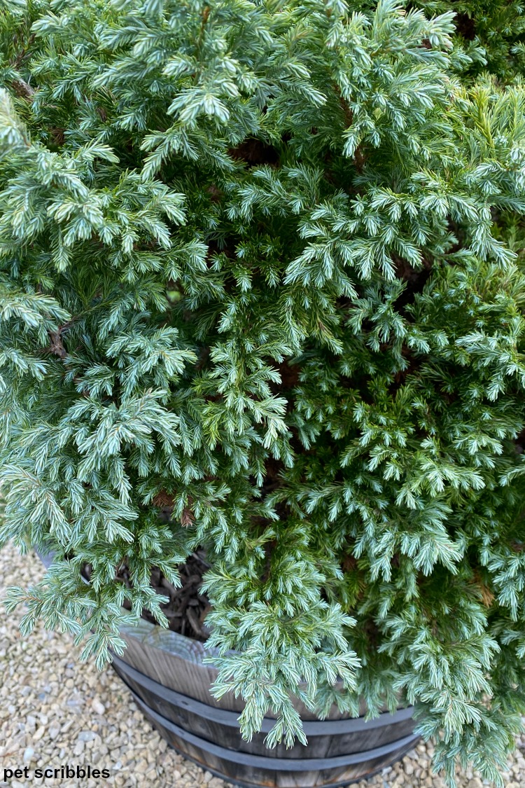 False Cypress Devon Cream shrub blue needles