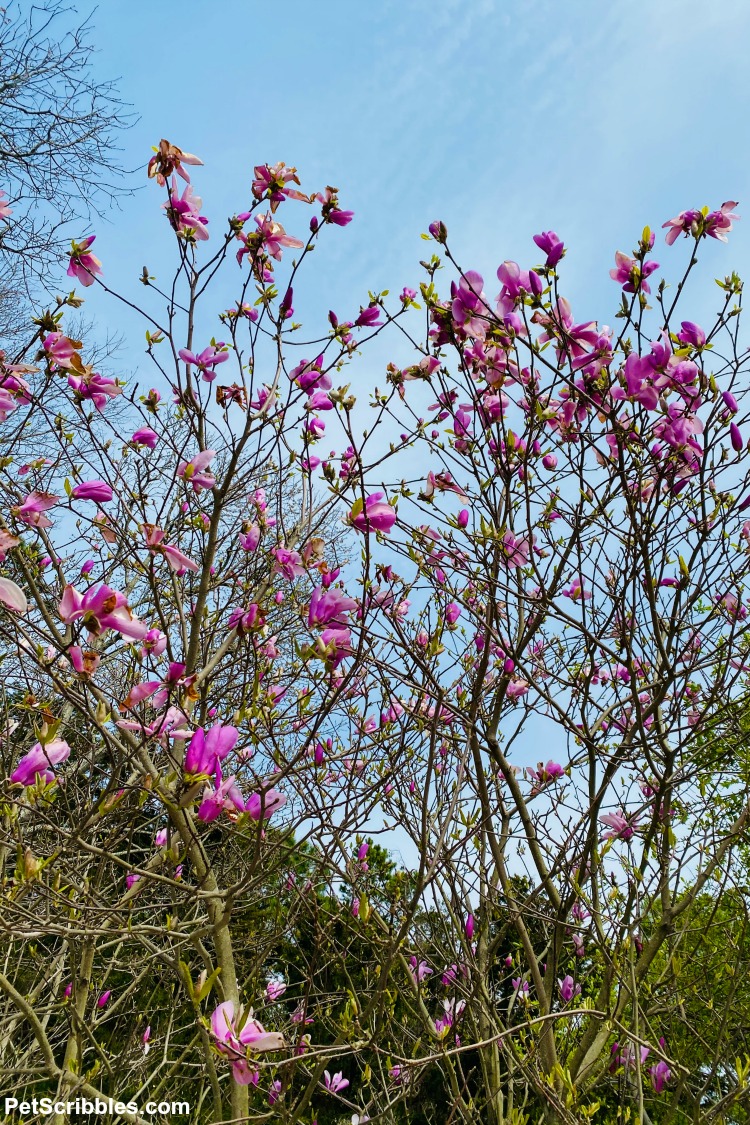 Jane Magnolia Spring flowers blooming against a blue sky