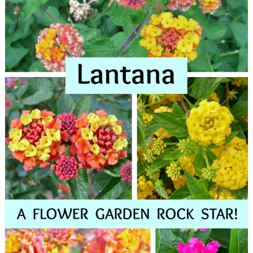 Lantana comes in various colors and color combinations, like the ones shown here.