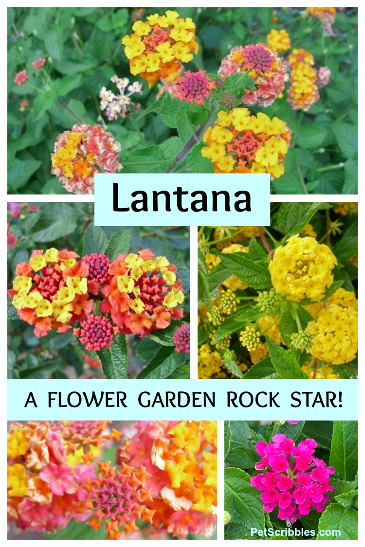 Lantana comes in various colors and color combinations, like the ones shown here.