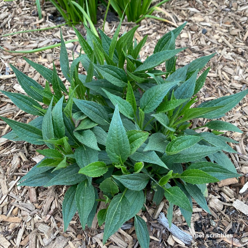 Little Goldstar Rudbeckia plant