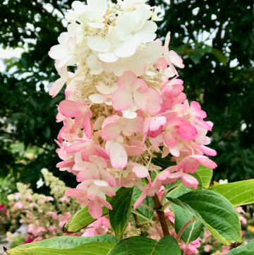 Pinky Winky Hydrangea Care, Your Ultimate Guide