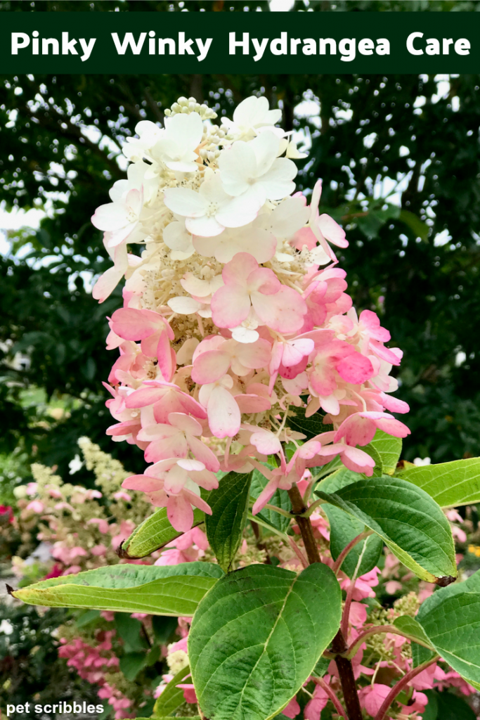 Pinky Winky Hydrangea Care, Your Ultimate Guide