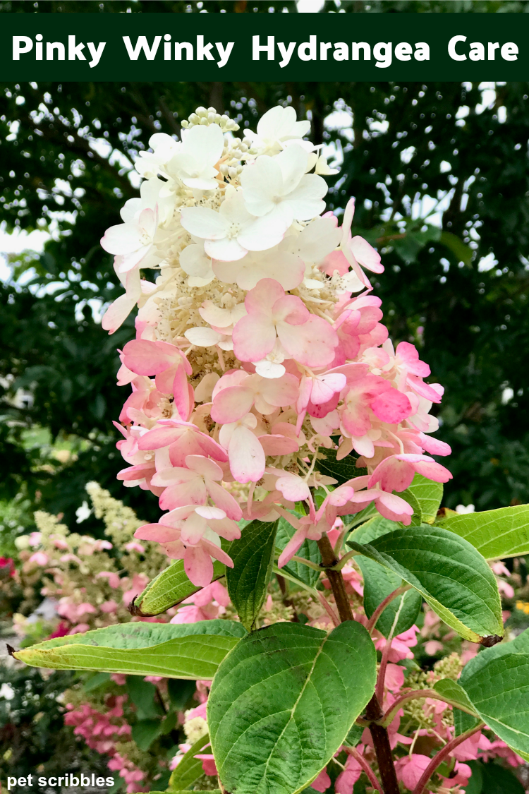 hydrangea tree care winter