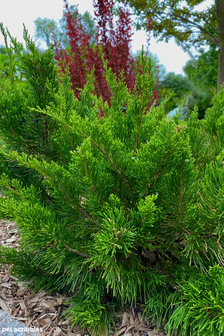 Sea Green Juniper with Orange Rocket Barberry behind it