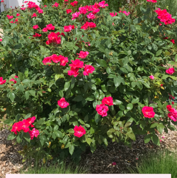 Should you deadhead Knockout Roses?