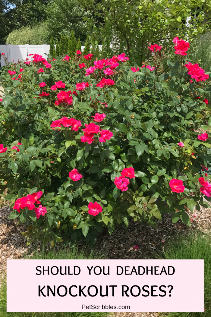 Should you deadhead Knockout Roses?