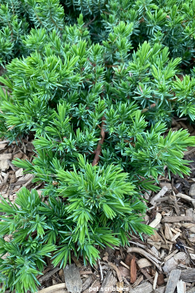 a blue-green juniper