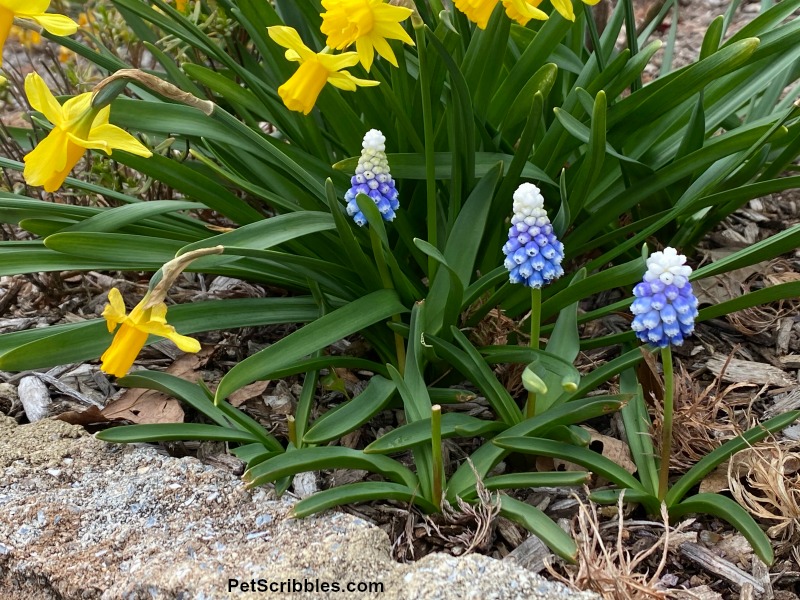 blue muscari and yellow daffodils