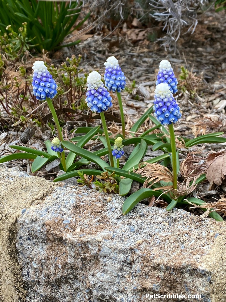 Spring flowers blue muscari