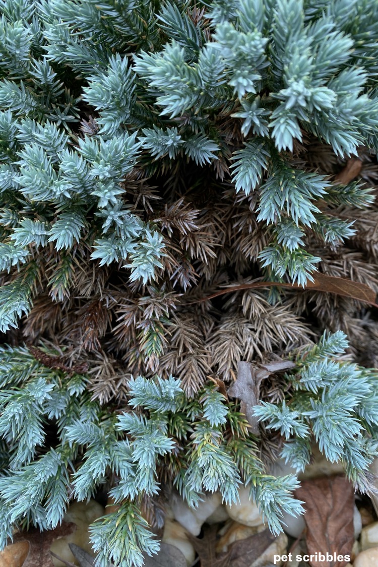 brown growth on blue star juniper