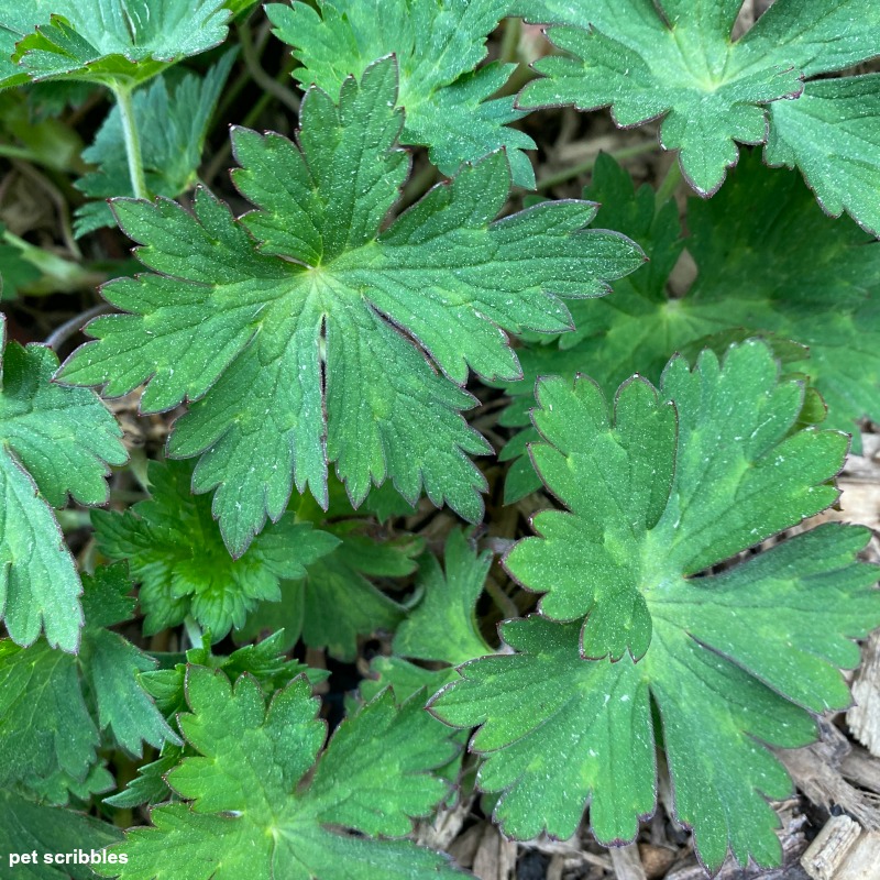 Geranium Rozanne leaves dusted with pollen