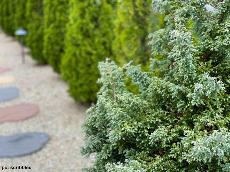 green garden evergreens including arborvitaes and false cypress devon cream