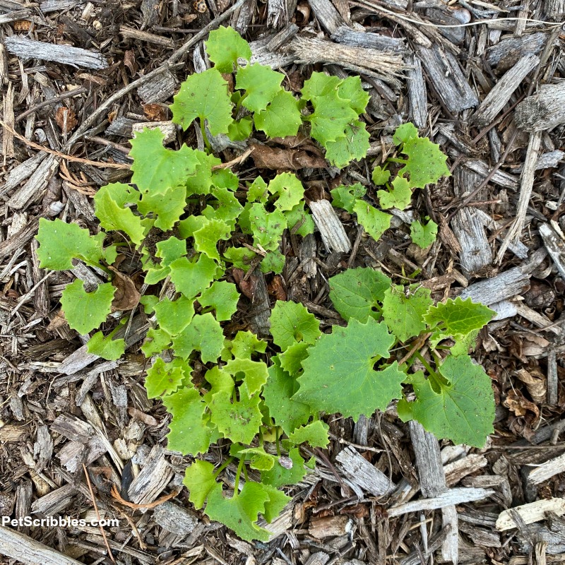 green leaves of Leopard's Bane