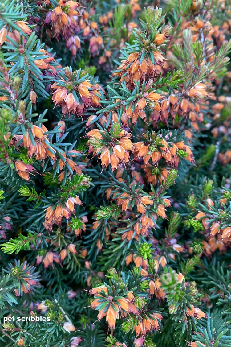 heath shrub dried flowers and blue-green needles