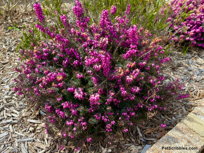 kramers red winter heath in bloom