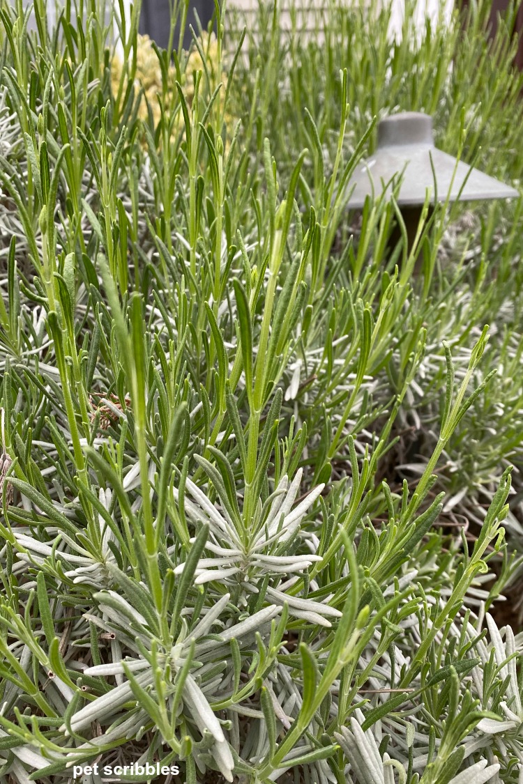 gray-green color of lavender phenomenal