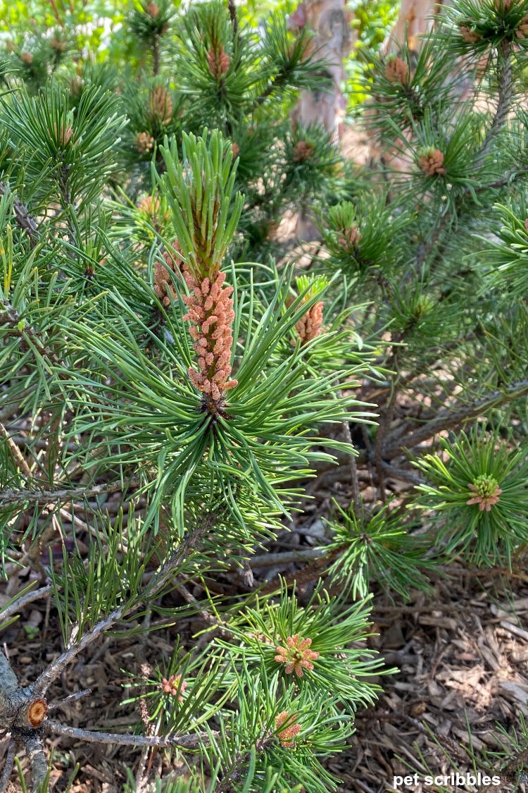 mugo pine candle (new growth)