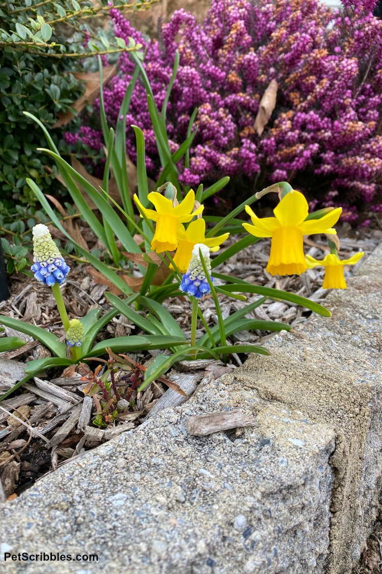 muscari, daffodils and heath in bloom