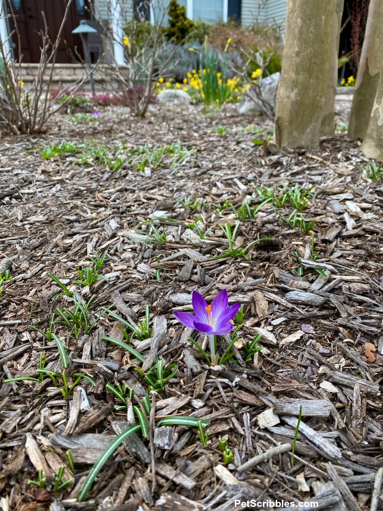 one purple crocus not eaten by critters