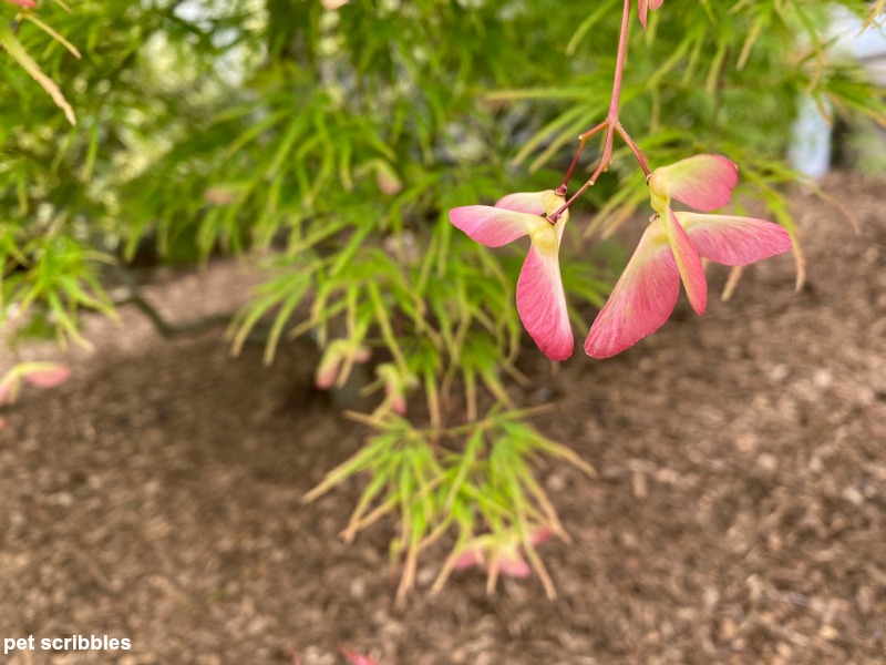 ornamental maple seed pods