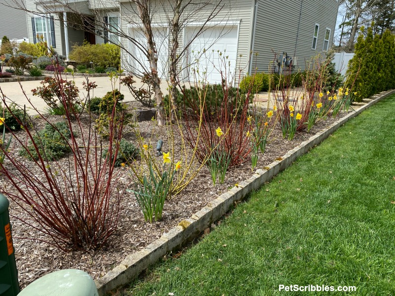 red and yellow twig dogwoods planted together