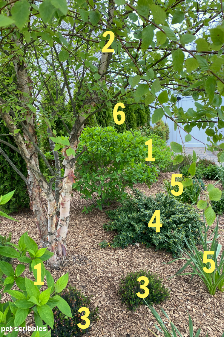 trees and shrubs in a green garden identified