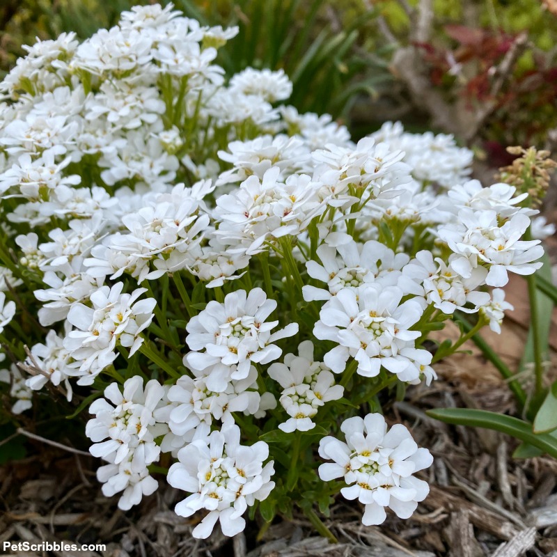 white flowers of candytuft