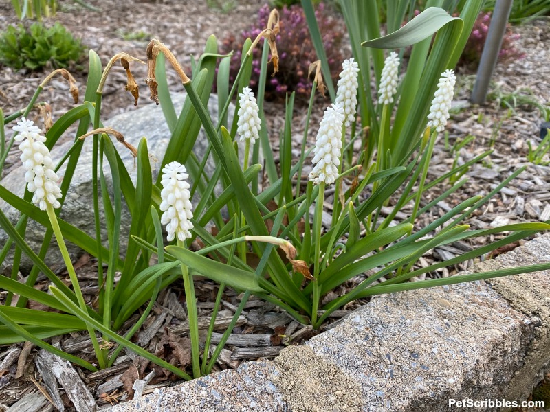 white grape hyacinths