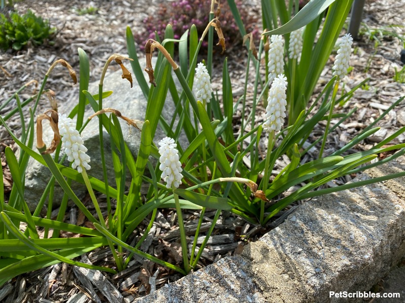 Spring flowers white muscari