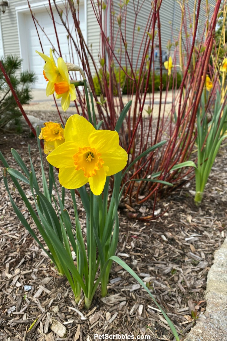 yellow daffodil with red twig dogwood