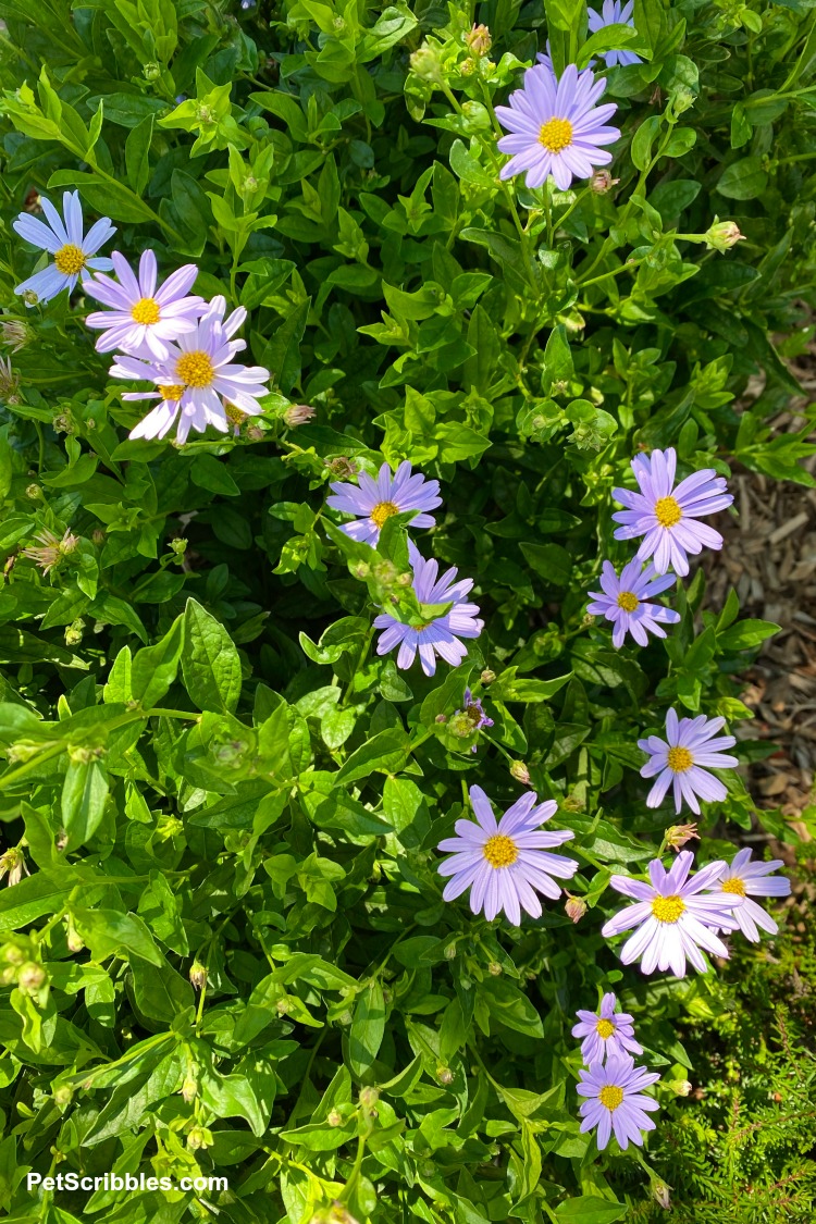 Blue Star Japanese Aster