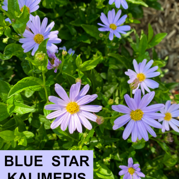 Blue Star Kalimeris