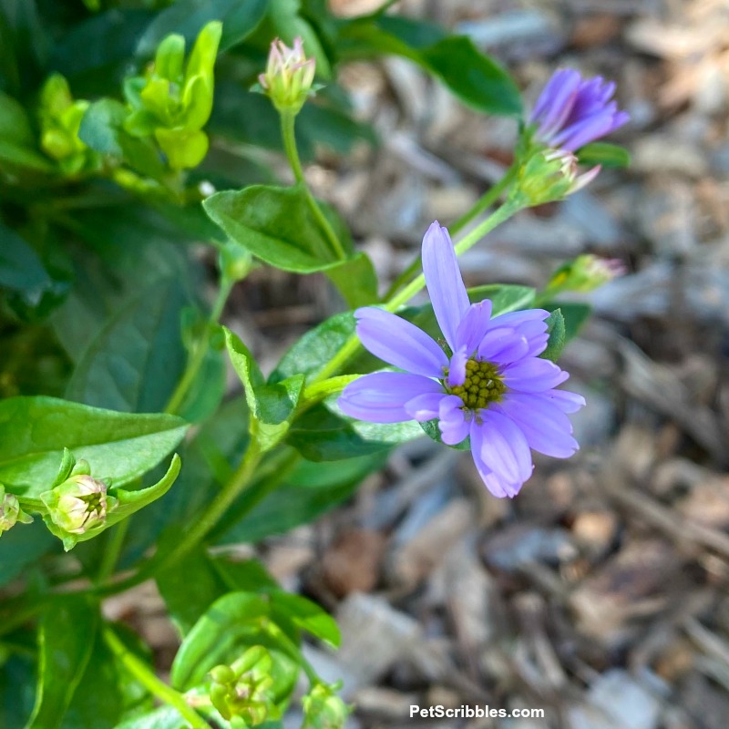 Blue Star Kalimeris bloom opening up