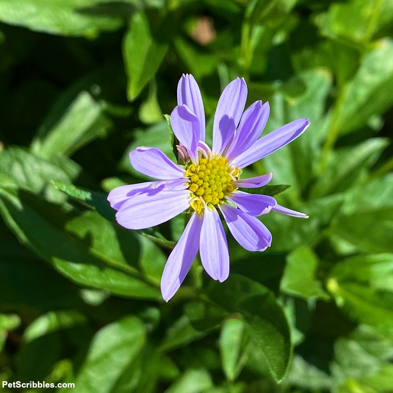 Blue Star Kalimeris flower