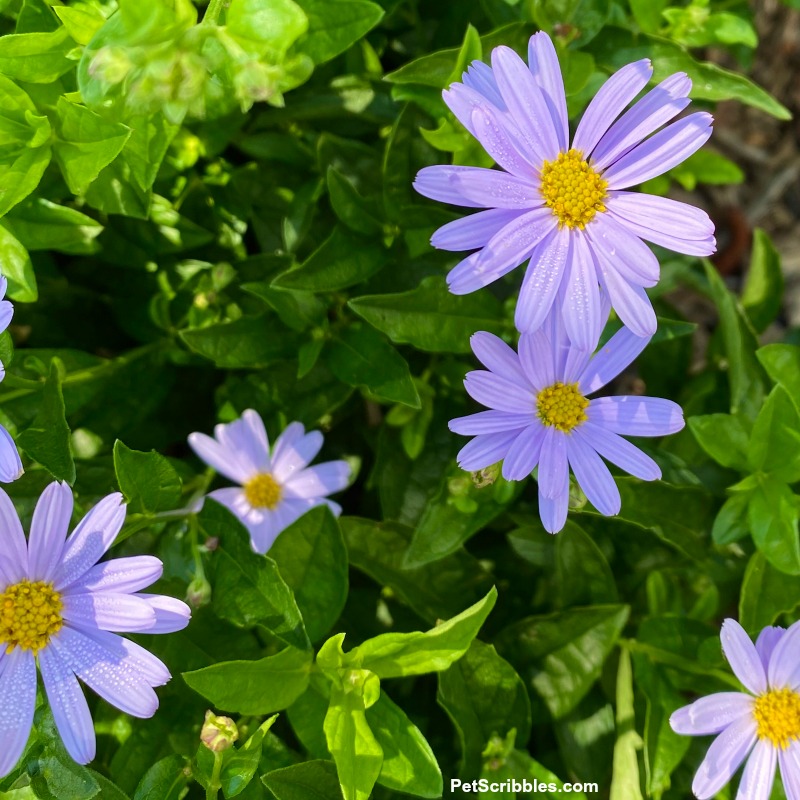 Blue Star Kalimeris flowers