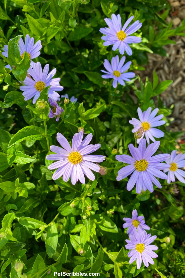 Blue Star Kalimeris flowers up close