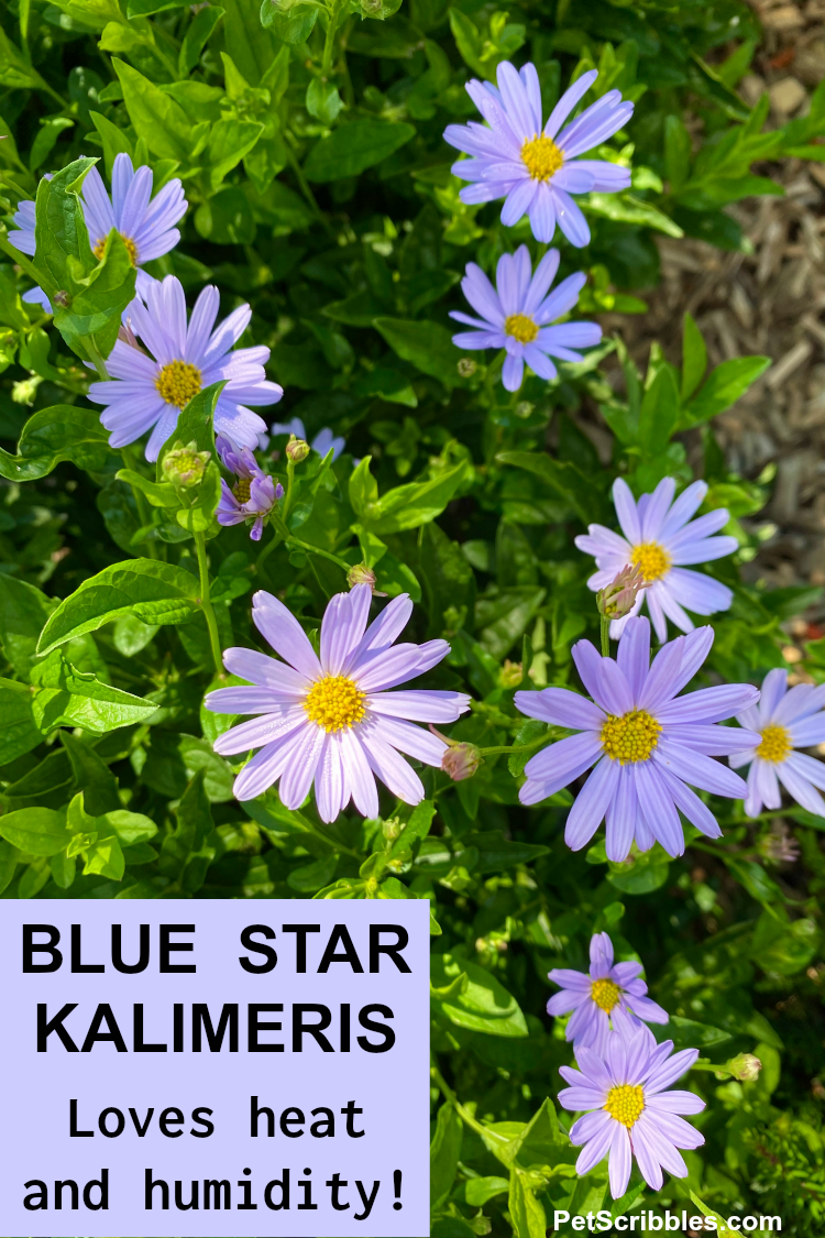 Blue Star Kalimeris