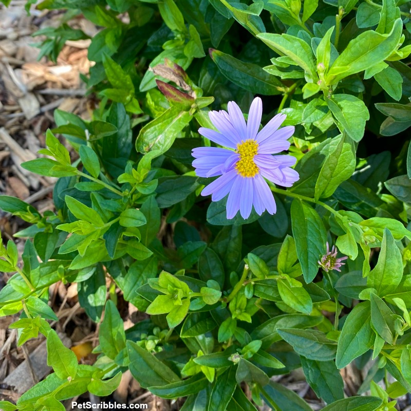 Kalimeris incisa Blue Star flower