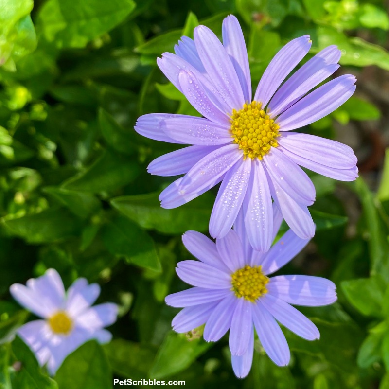 Kalimeris incisa Blue Star