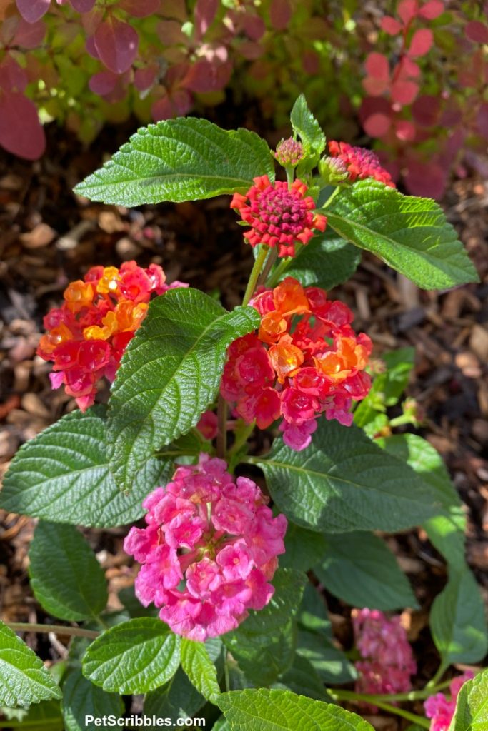 Lantana camara flowers in orange, pink, yellow and red