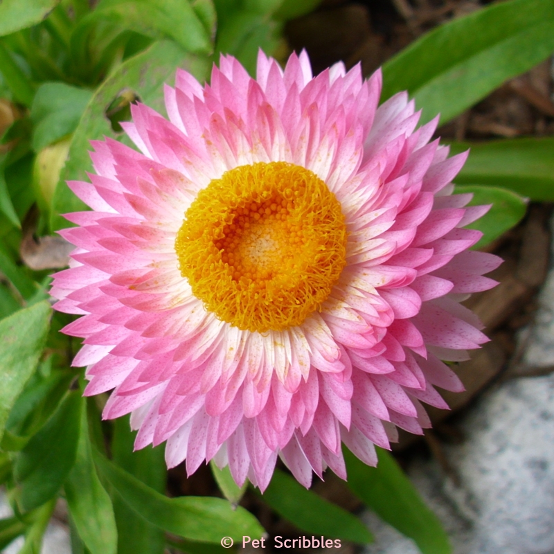 pink strawflower