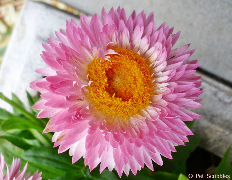 pink strawflower bloom