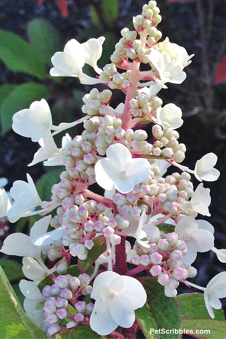 Pinky Winky Hydrangea florets