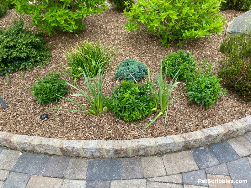 Spring perennial garden bed